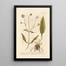 Succise Lisse o Mors del Diavolo - Elizabeth Blackwell — quadro incorniciato alla parete