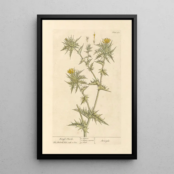 Chardon à Fuseau - Elizabeth Blackwell — quadro incorniciato alla parete