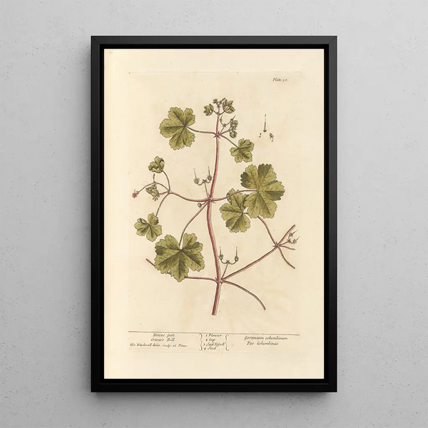 Bec-de-Grue Pied-de-Pigeon - Elizabeth Blackwell — quadro incorniciato alla parete