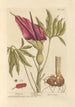 Draghi - Elizabeth Blackwell — vista dell’opera