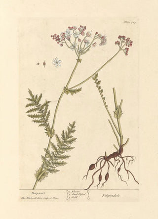 Elizabeth Blackwell - Dropwort.webp