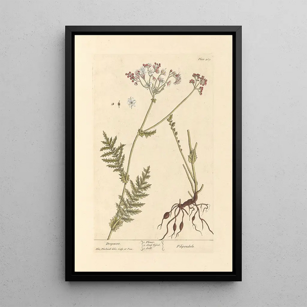 Regina delle Près - Elizabeth Blackwell — quadro incorniciato alla parete
