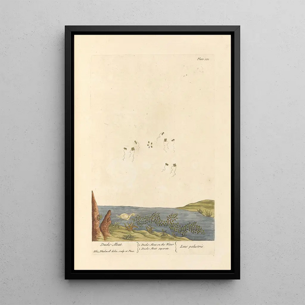Lentille d'Eau - Elizabeth Blackwell — quadro incorniciato alla parete