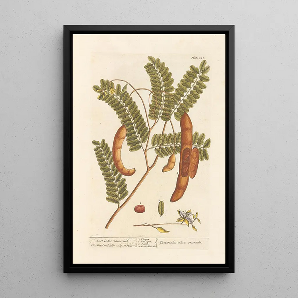 Tamarin delle Indie Orientali - Elizabeth Blackwell — quadro incorniciato alla parete
