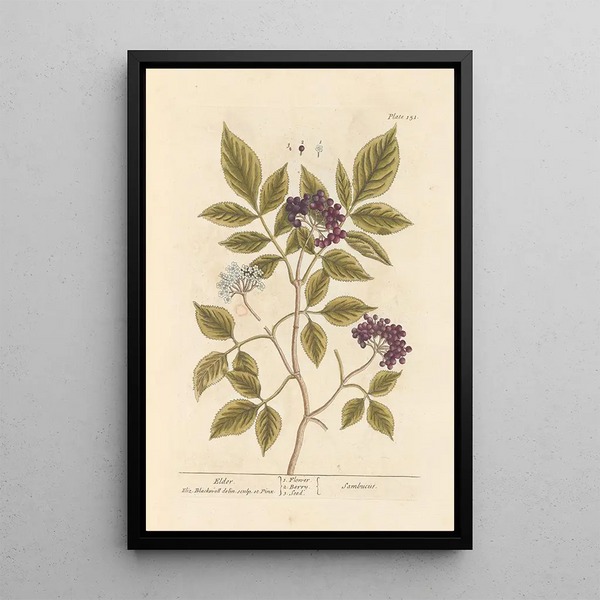 Sureau - Elizabeth Blackwell — quadro incorniciato alla parete