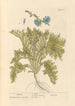 Endive - Elizabeth Blackwell — vista dell’opera