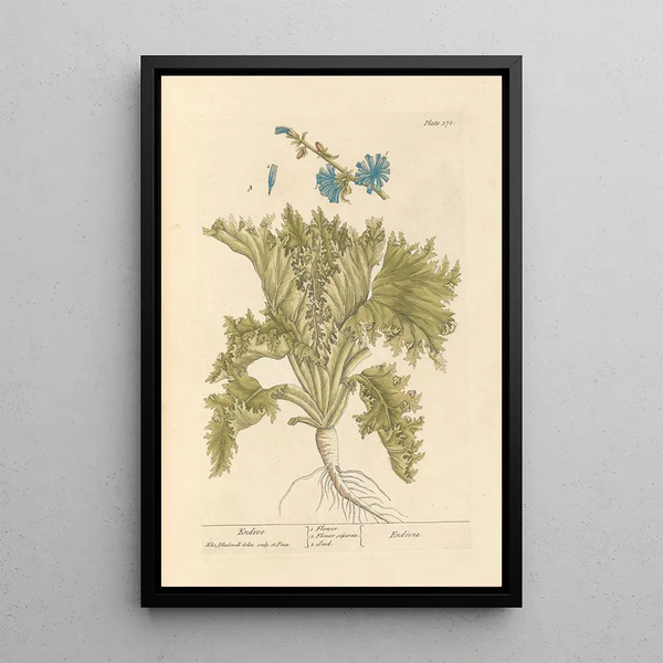 Endive - Elizabeth Blackwell — quadro incorniciato alla parete