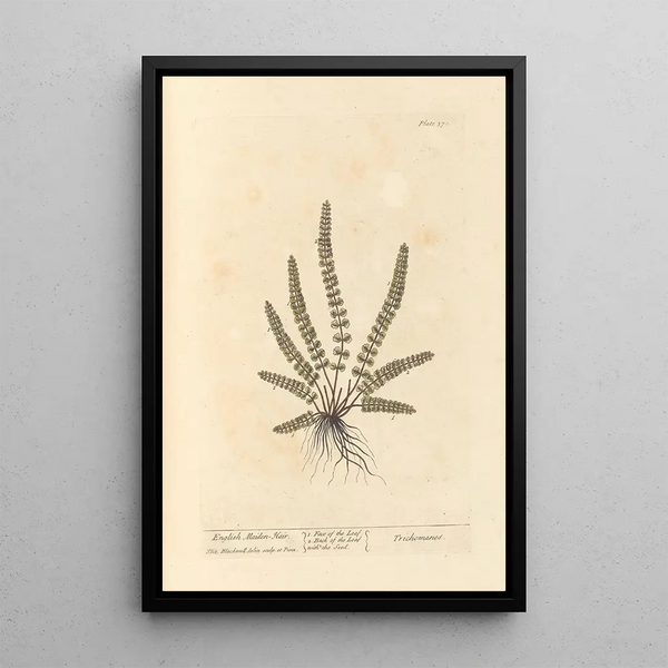 Capillare di Montpellier - Elizabeth Blackwell — quadro incorniciato alla parete