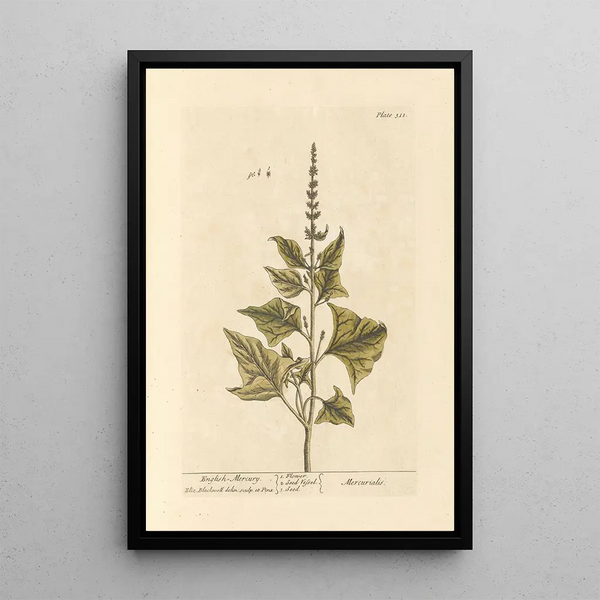 Mercuriale Anglaise - Elizabeth Blackwell — quadro incorniciato alla parete