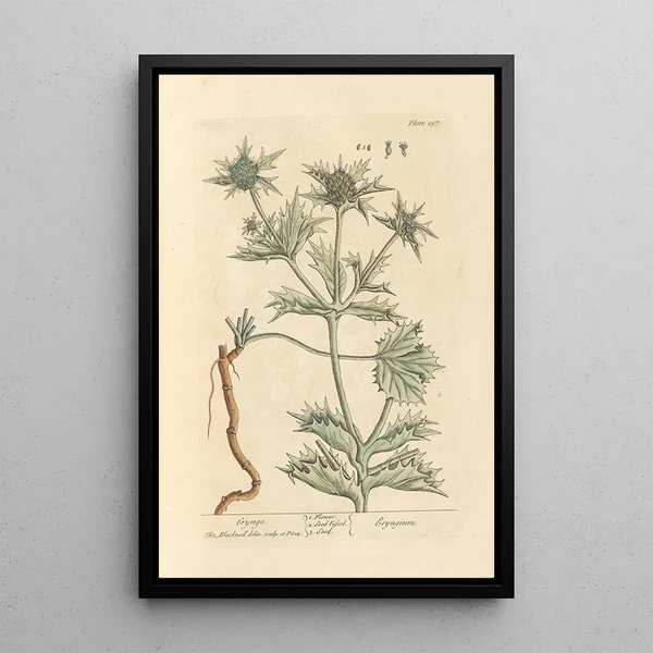 Panicaut - Elizabeth Blackwell — quadro incorniciato alla parete