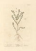 Euphraise - Elizabeth Blackwell — vista dell’opera