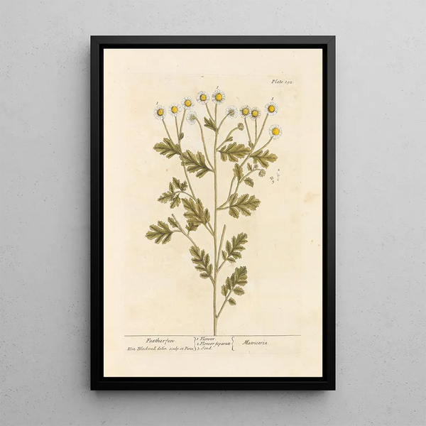 Fougère a Piume - Elizabeth Blackwell — quadro incorniciato alla parete