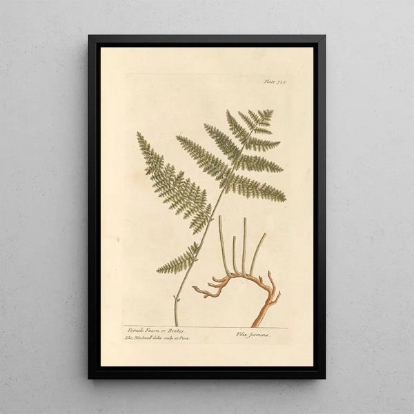 Felce Femmina o Felce Aquila - Elizabeth Blackwell — quadro incorniciato alla parete