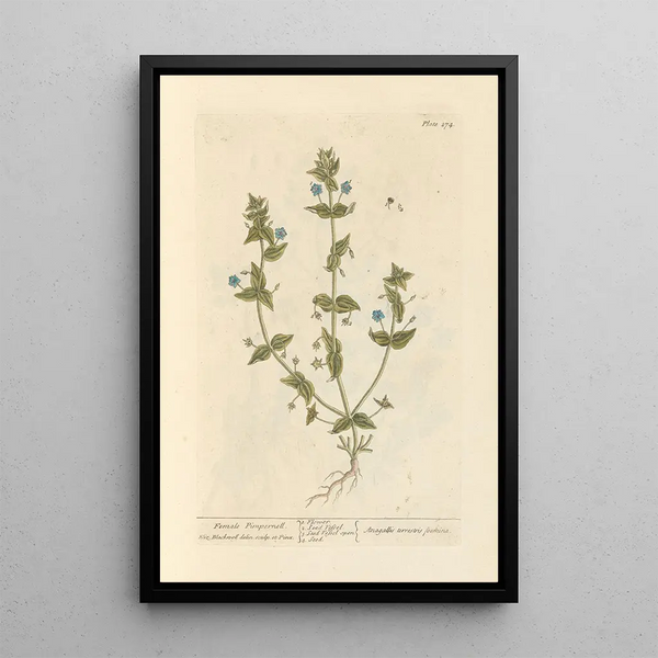 Pimprenelle Femmina - Elizabeth Blackwell — quadro incorniciato alla parete