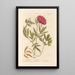 Peonia Femmina - Elizabeth Blackwell — quadro incorniciato alla parete