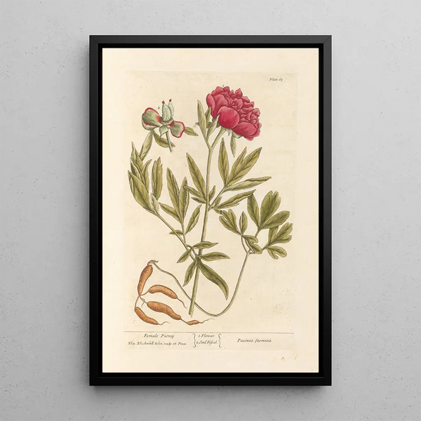 Peonia Femmina - Elizabeth Blackwell — quadro incorniciato alla parete