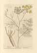 Finocchio - Elizabeth Blackwell — vista dell’opera