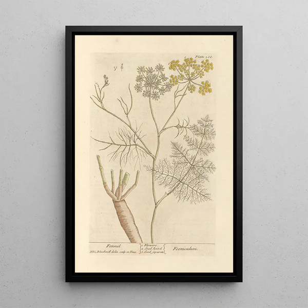 Finocchio - Elizabeth Blackwell — quadro incorniciato alla parete