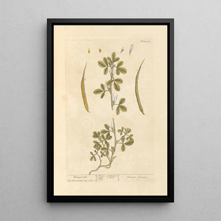 Elizabeth Blackwell - Fenugreek.webp
