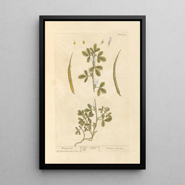 Fieno greco - Elizabeth Blackwell — quadro incorniciato alla parete