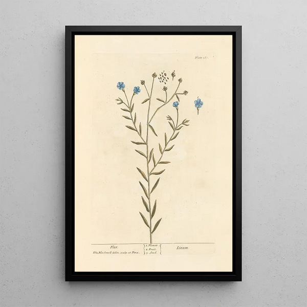 Lin - Elizabeth Blackwell — quadro incorniciato alla parete