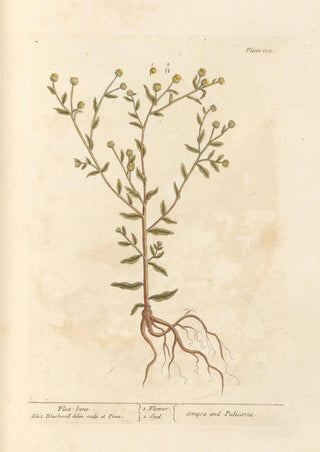 Elizabeth Blackwell - Fleabane.webp