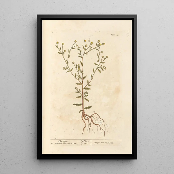 Pulicaire - Elizabeth Blackwell — quadro incorniciato alla parete