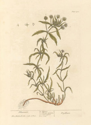 Elizabeth Blackwell - Fleawort.webp