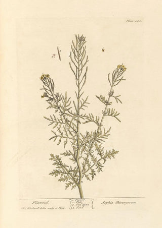 Elizabeth Blackwell - Flixweed.webp