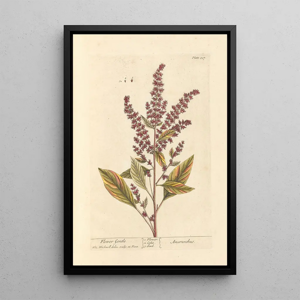 Fiori dolci - Elizabeth Blackwell — quadro incorniciato alla parete