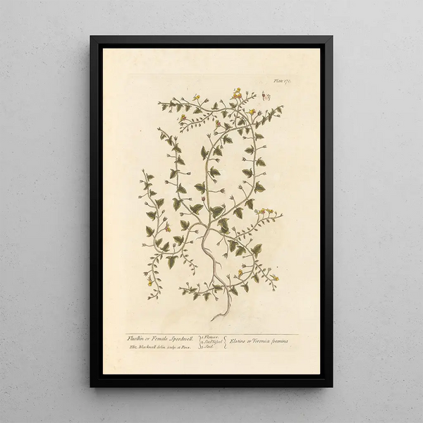 Véronique femmina - Elizabeth Blackwell — quadro incorniciato alla parete