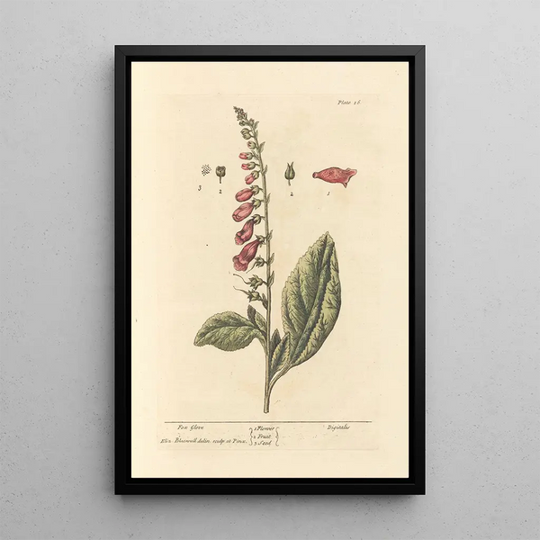 digitale porpora - Elizabeth Blackwell — quadro incorniciato alla parete