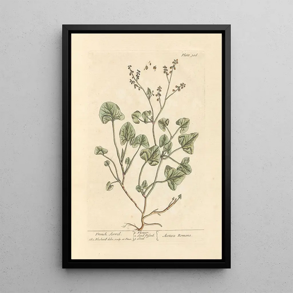Oseille de France - Elizabeth Blackwell — quadro incorniciato alla parete