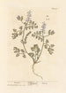 Fumeterre - Elizabeth Blackwell — vista dell’opera