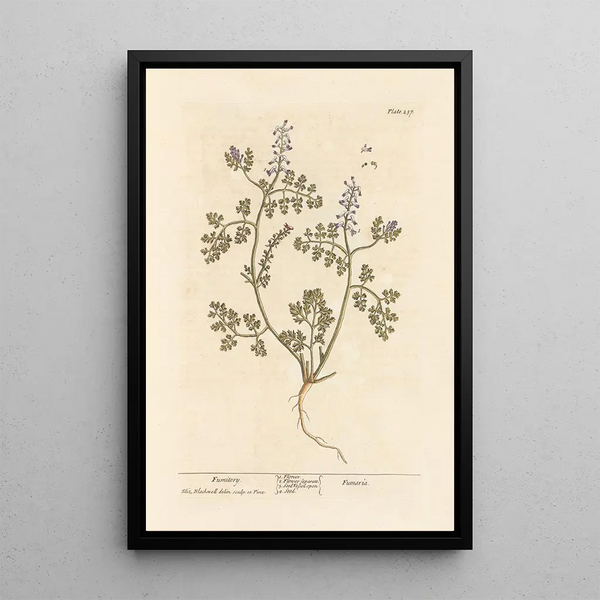 Fumeterre - Elizabeth Blackwell — quadro incorniciato alla parete