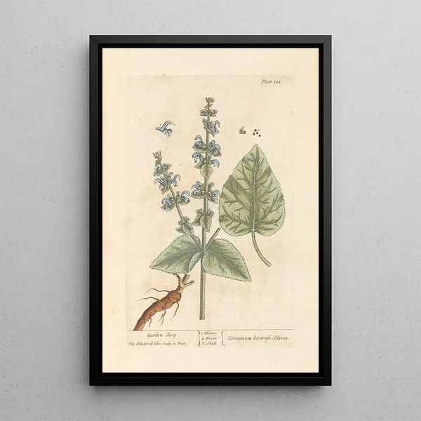 di salvia sclarea - Elizabeth Blackwell — quadro incorniciato alla parete