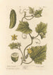 Cetriolo da giardino - Elizabeth Blackwell — vista dell’opera