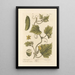 Cetriolo da giardino - Elizabeth Blackwell — quadro incorniciato alla parete