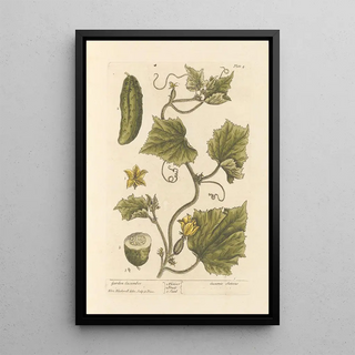 Elizabeth Blackwell - Garden cucumber.webp