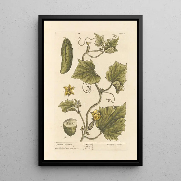 Cetriolo da giardino - Elizabeth Blackwell — quadro incorniciato alla parete