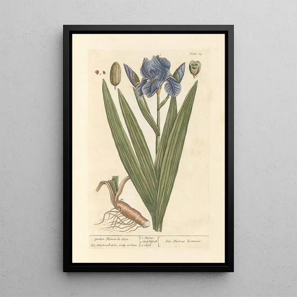 Iris di giardino - Elizabeth Blackwell — quadro incorniciato alla parete
