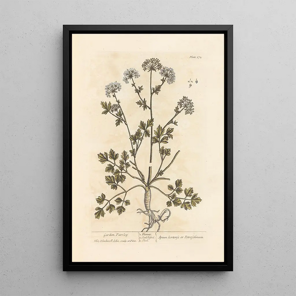 di prezzemolo da giardino - Elizabeth Blackwell — quadro incorniciato alla parete