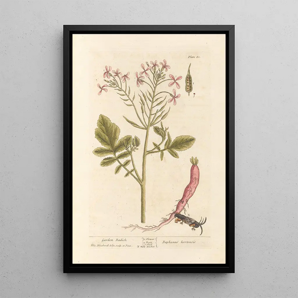 Radis di giardino - Elizabeth Blackwell — quadro incorniciato alla parete