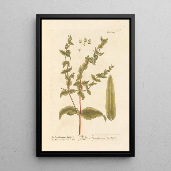 Euphorbe di giardino - Elizabeth Blackwell — quadro incorniciato alla parete