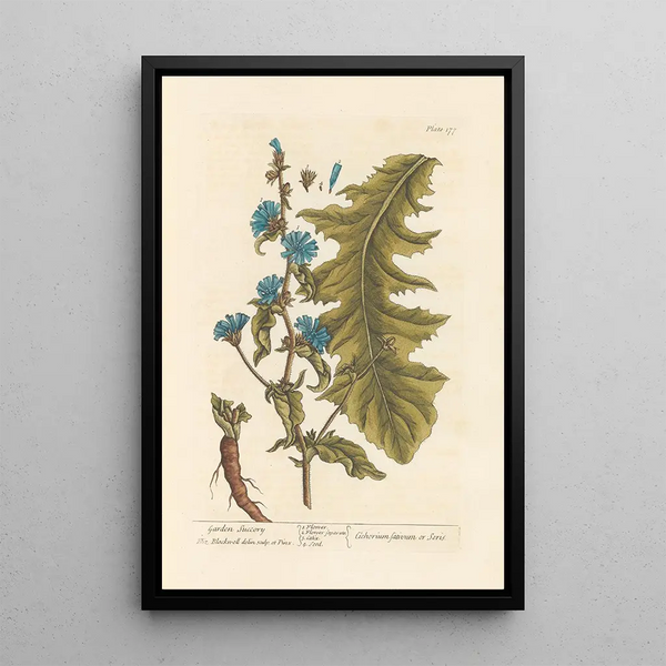 Chicorée di giardino - Elizabeth Blackwell — quadro incorniciato alla parete