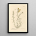 Boucles d'oro - Elizabeth Blackwell — quadro incorniciato alla parete