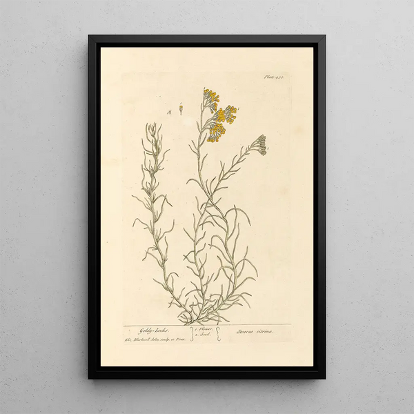 Boucles d'oro - Elizabeth Blackwell — quadro incorniciato alla parete
