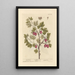 di Ribes nero - Elizabeth Blackwell — quadro incorniciato alla parete