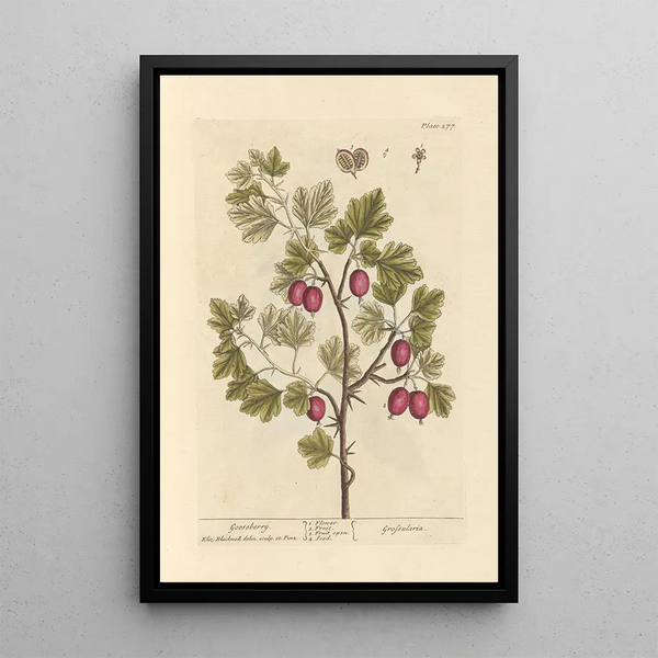 di Ribes nero - Elizabeth Blackwell — quadro incorniciato alla parete