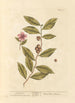 Tè verde - Elizabeth Blackwell — vista dell’opera